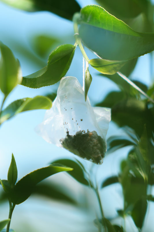 萱懋茶園商品情境照